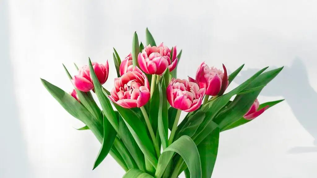 photo 1561181286 d3fee7d55364